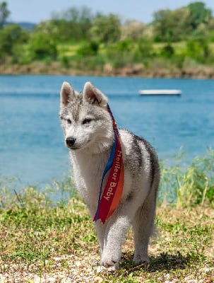 Étalon Siberian Husky - Ventus prime junior Of Legendary's Reborn