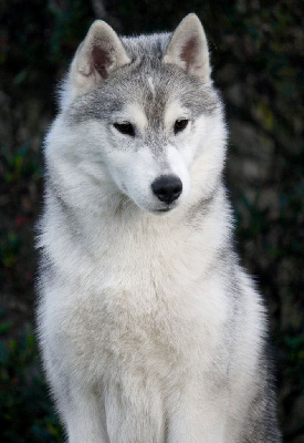 Étalon Siberian Husky - Australe Des Sarmentins