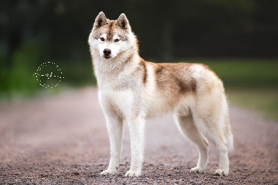 Étalon Siberian Husky - blissful embrace Pele fatefulovich