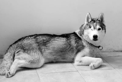 Étalon Siberian Husky - Sarabi des Légendes Nordiques