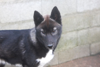 Étalon Siberian Husky - Apokalypse (Sans Affixe)