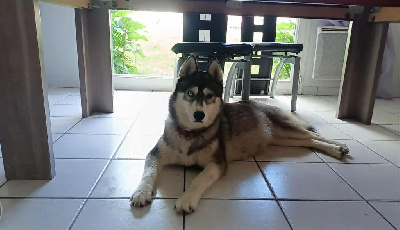 Étalon Siberian Husky - P-laika Du Clan Des Abélias