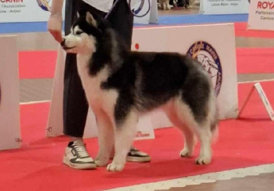 Étalon Siberian Husky - Ulyana King Sky Of Devon