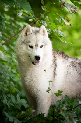 Étalon Siberian Husky - Ulky l'appel de la meute