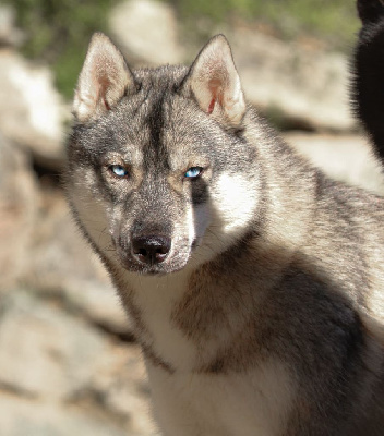 Étalon Siberian Husky - Viking history lagertha Lupu Di Castagniccia