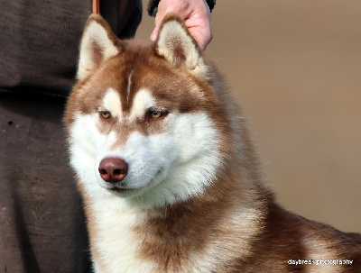 Étalon Siberian Husky - Valiant magnus de Daybreak Northern