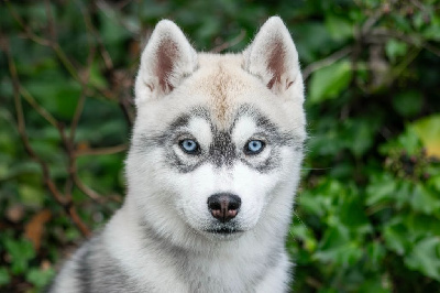 Étalon Siberian Husky - Azur des rèves polaires