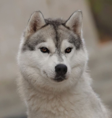 Étalon Siberian Husky - R'neebia Of cold winter nights