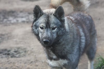 Étalon Siberian Husky - Vibrant colors paint a world vizeria Of Legendary's Reborn