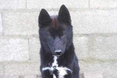 Étalon Siberian Husky - Armageddon (Sans Affixe)