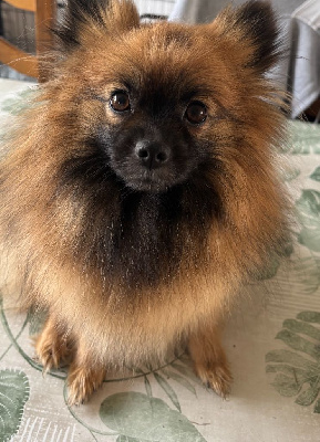 Étalon Spitz allemand - Urielle de l'Histoire Enchantée