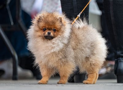 Étalon Spitz allemand - Apollo treize Des Punchy Diamonds