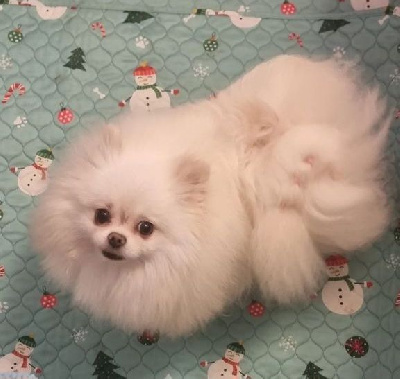 Étalon Spitz allemand - Alpa (Sans Affixe)