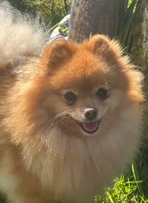 Étalon Spitz allemand - Violli bella (Sans Affixe)