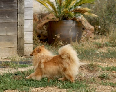 Étalon Spitz allemand - Uma des Seigneurs de la Vallée de l'Isle