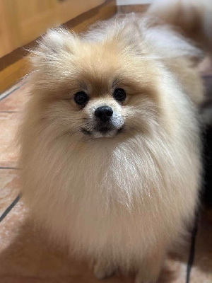 Étalon Spitz allemand - CH. Undy de l'Histoire Enchantée