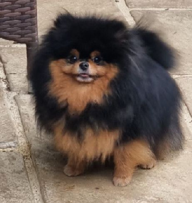 Étalon Spitz allemand - Shownow Sibelle