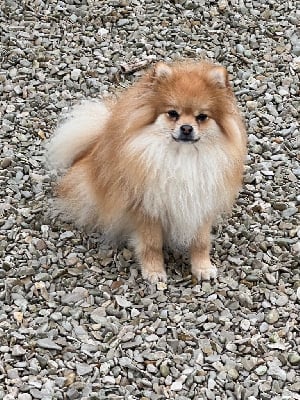 Étalon Spitz allemand - Upette au jardin des merveilles