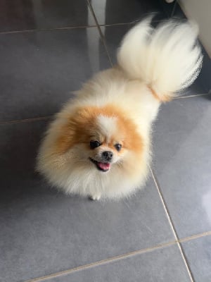 U 2 Des Petits Ecureuils