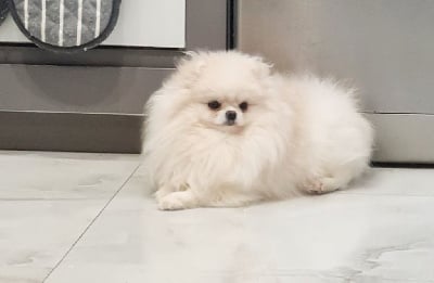 Étalon Spitz allemand - Lavanda gornyy tsvetok