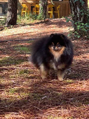 Étalon Spitz allemand - CH. kenigsvet Zippo light