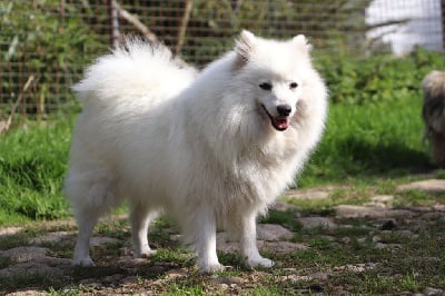 Étalon Spitz japonais - Saturne Vanora Jone's