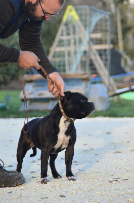 Étalon Staffordshire Bull Terrier - Monkey D'SBT Urumi
