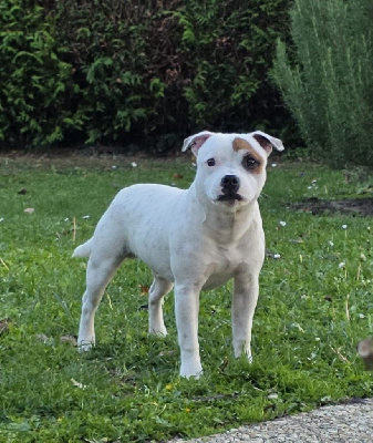 Étalon Staffordshire Bull Terrier - Arlo aka charlie The Magical World Of Stafford