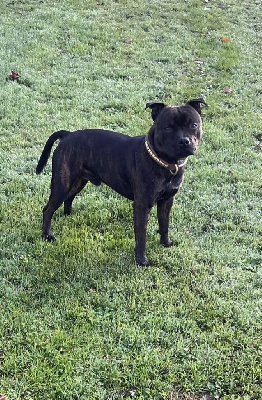 Étalon Staffordshire Bull Terrier - Apollon The Magical World Of Stafford
