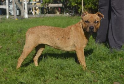 Étalon Staffordshire Bull Terrier - Alia dit ally nes pour être des anges