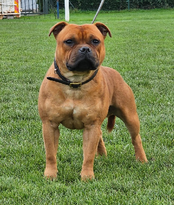Étalon Staffordshire Bull Terrier - Bluedogcity Valentino
