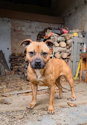 Étalon Staffordshire Bull Terrier - Ultime chance Des Disciples De Goliath