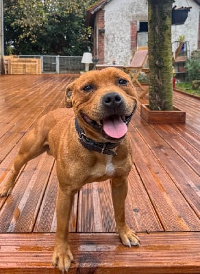 Étalon Staffordshire Bull Terrier - firecross Red legend