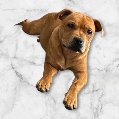 Étalon Staffordshire Bull Terrier - Zadatis Voici violetta