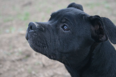 Étalon Staffordshire Bull Terrier - Sixteen Au Coeur D’Ange