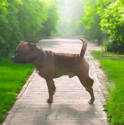 Étalon Staffordshire Bull Terrier - Vladimir Imperial Red Bull