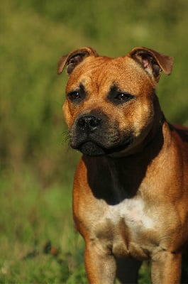 Étalon Staffordshire Bull Terrier - Vendetta for lilith From Braveheart Story