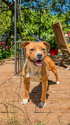Étalon Staffordshire Bull Terrier - Uncoming hurricane Des Disciples De Goliath