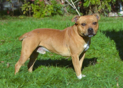 Étalon Staffordshire Bull Terrier - Vagabon Des Gardiens Du Camp