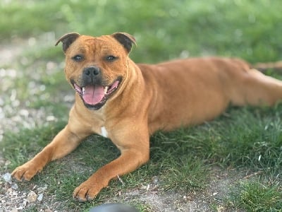 Étalon Staffordshire Bull Terrier - Vanilla cream De Matell's Family