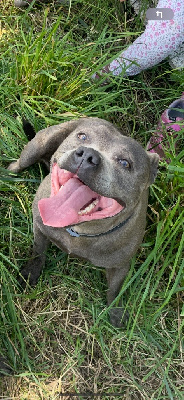 Étalon Staffordshire Bull Terrier - CH. (Sans Affixe) Racaille