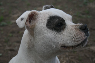 Étalon Staffordshire Bull Terrier - Suna Bluedogcity