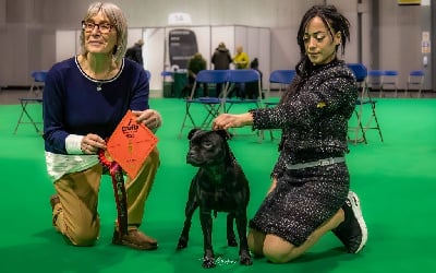 Étalon Staffordshire Bull Terrier - CH. Virtus Et Honor The legendary