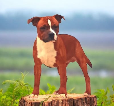 Étalon Staffordshire Bull Terrier - Arrow polar force Imperial Red Bull