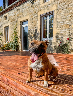 Étalon Staffordshire Bull Terrier - Skizo Of Suprême Staffy's