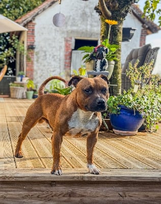 Étalon Staffordshire Bull Terrier - Unstoppable legend of Knightwood Oak