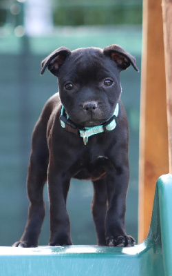 Étalon Staffordshire Bull Terrier - Alpha the black wolf Sweet Dream Stafford