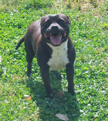 Étalon Staffordshire Bull Terrier - R'karma girls De karysha