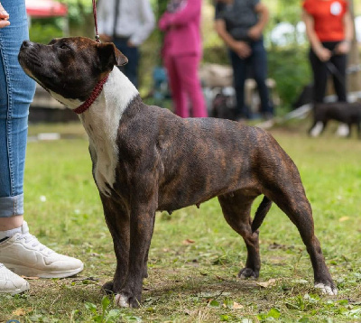 Étalon Staffordshire Bull Terrier - Tenue correcte exigee dit winnie des Plaines de Jfettaa