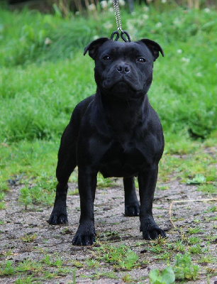 Étalon Staffordshire Bull Terrier - Mc performance The almitghty eagle win it